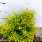 Tuja západná (Thuja occidentalis) ´GOLDEN GLOBE´ - výška 30-40 cm, kont. C3L